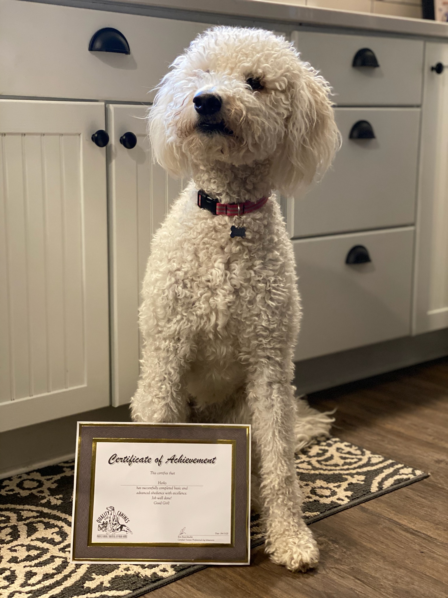 Graduated Puppy