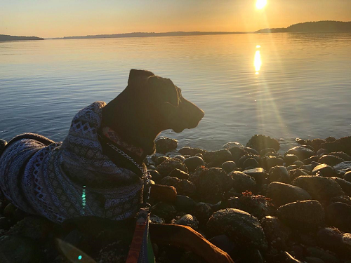 Dog Sunset